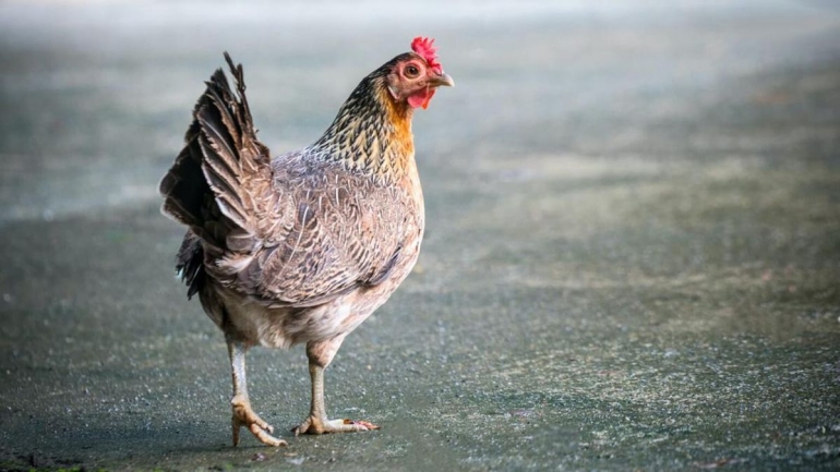ayam sehat