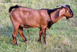 kambing sehat