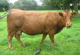 sapi sehat